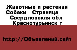 Животные и растения Собаки - Страница 12 . Свердловская обл.,Краснотурьинск г.